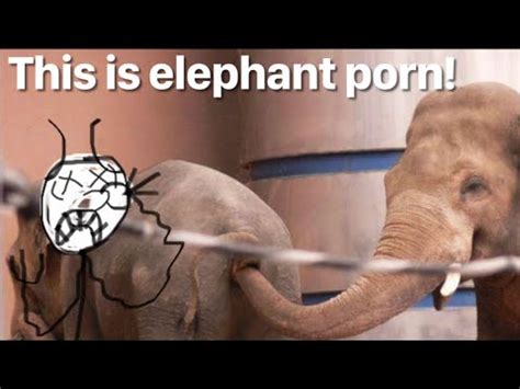 elephant porn free